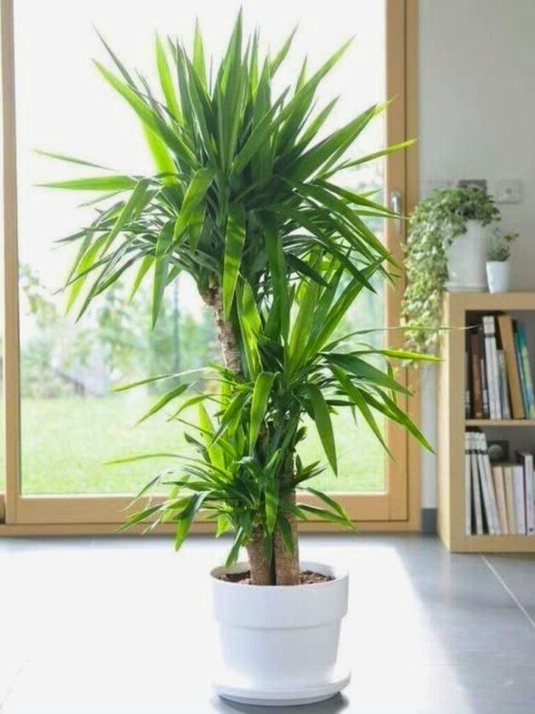 large indoor yucca plant