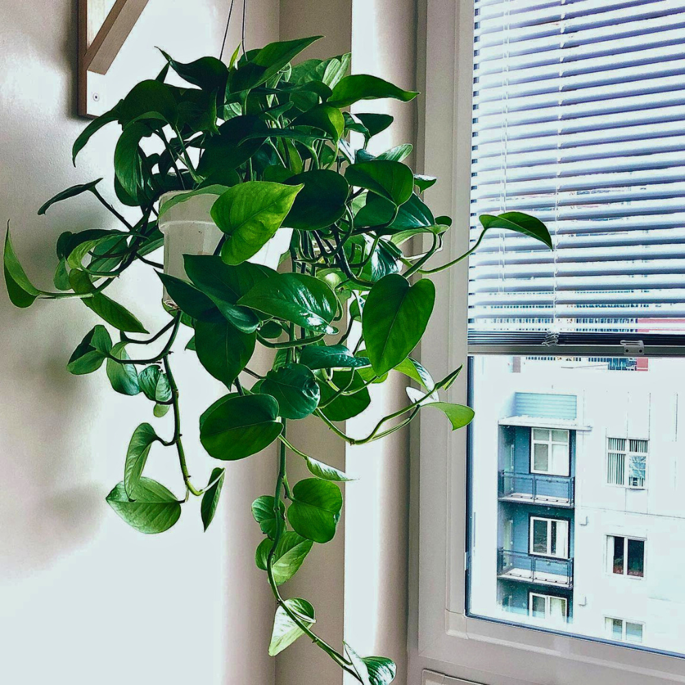 living room corner hanging houseplant