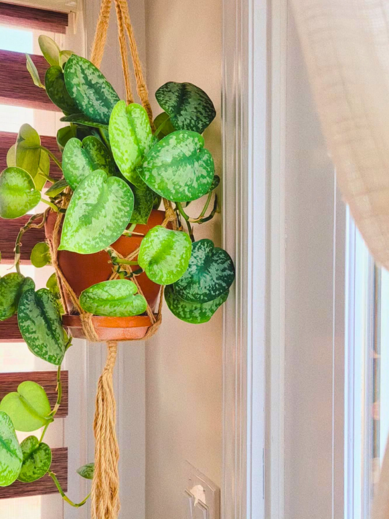 living room corner hanging plant