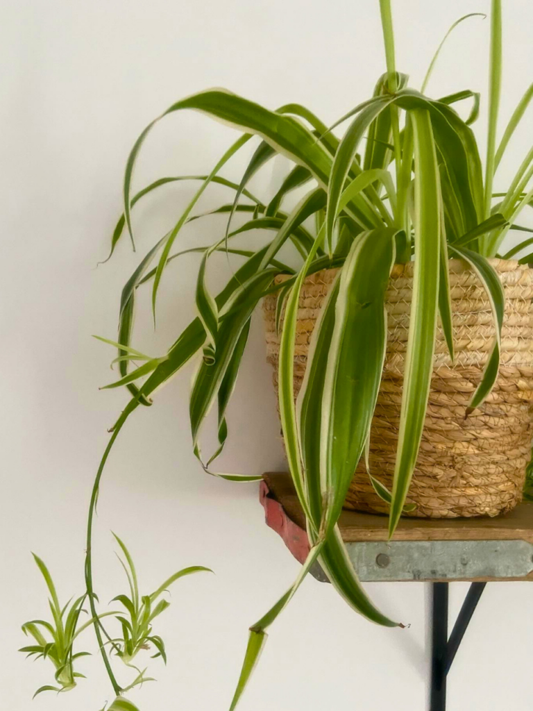 living room corner houseplant