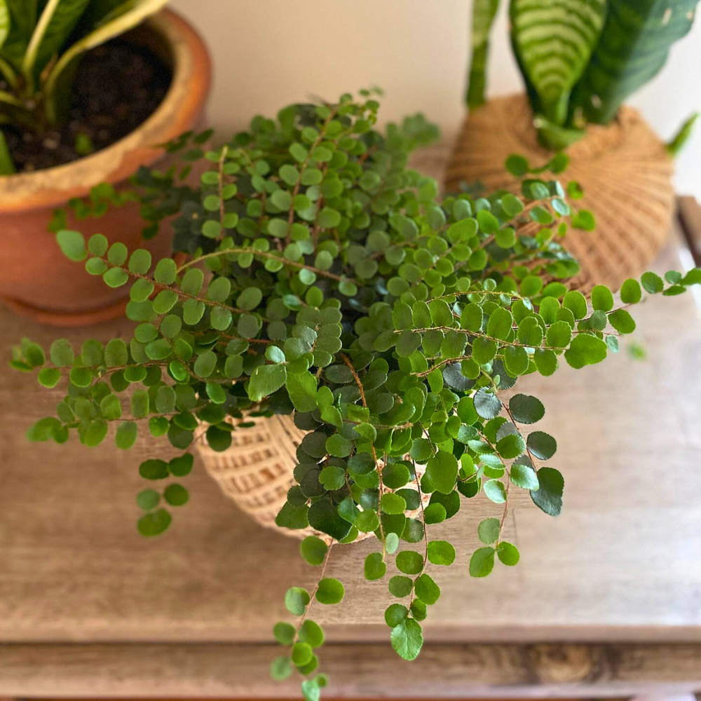 living room corner houseplants