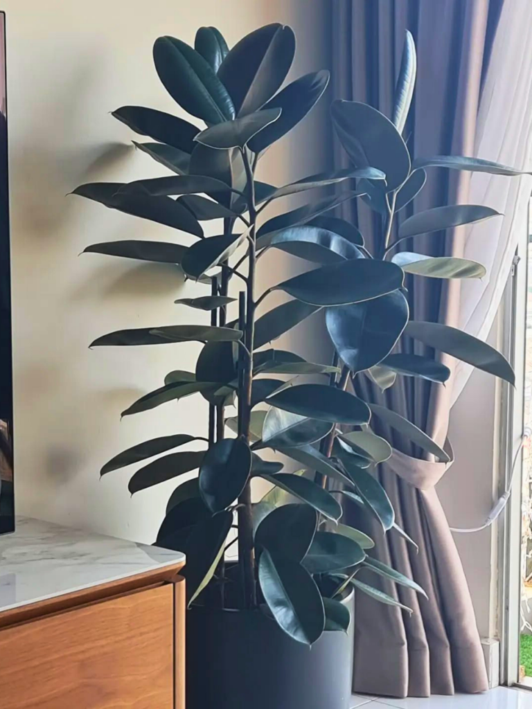 living room corner ideas plants