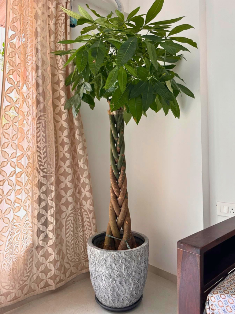 living room corner large plant