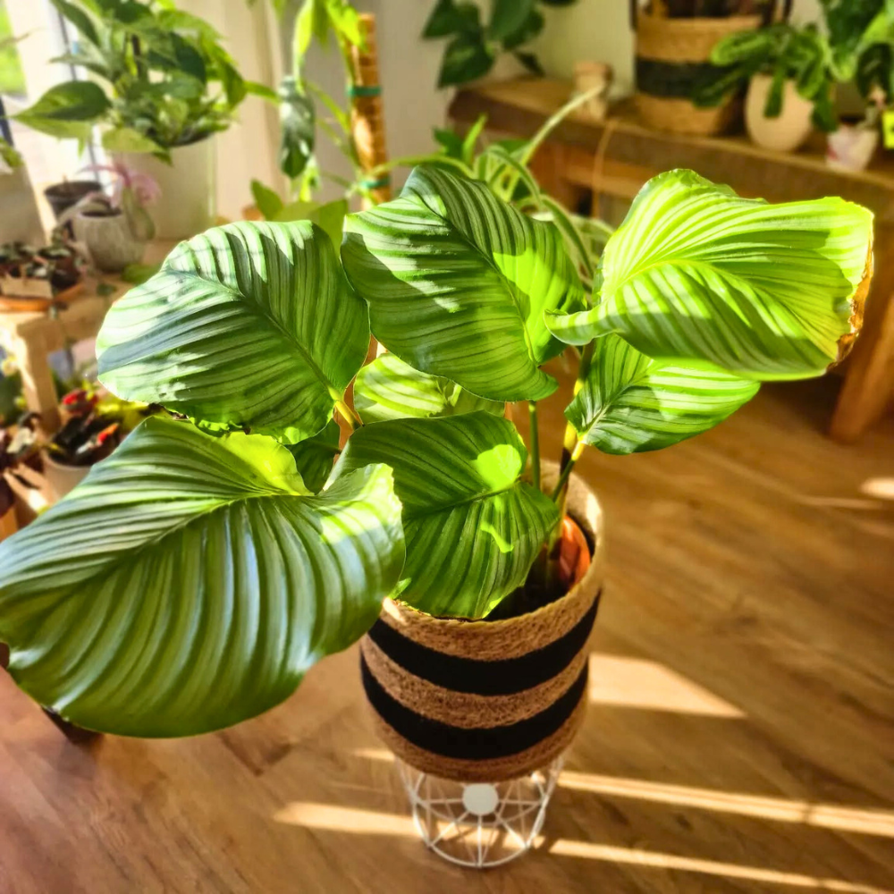 living room corner plants on stand