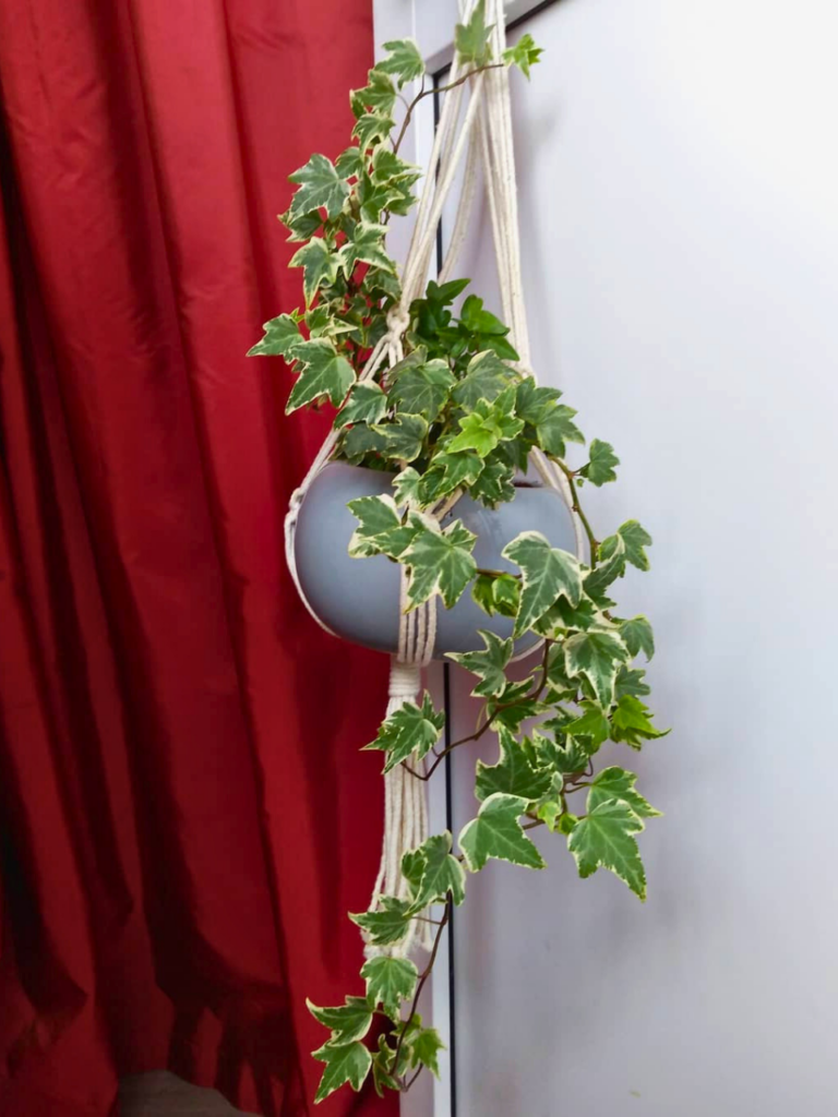 living room hanging plant corner