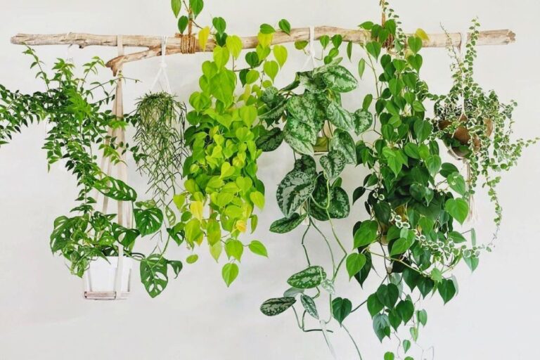 living room hanging plants