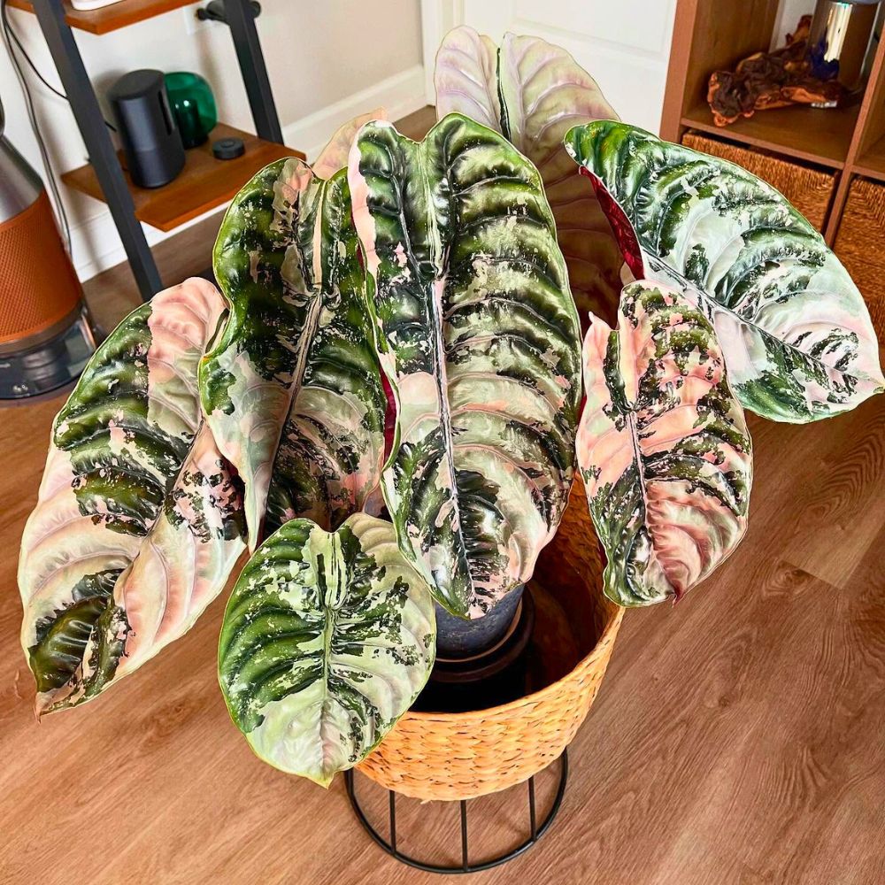 living room houseplants decor 1