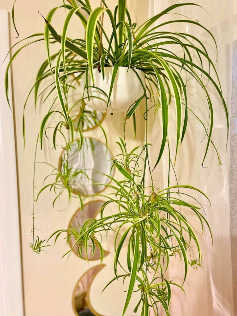 living room inspiration plants 1