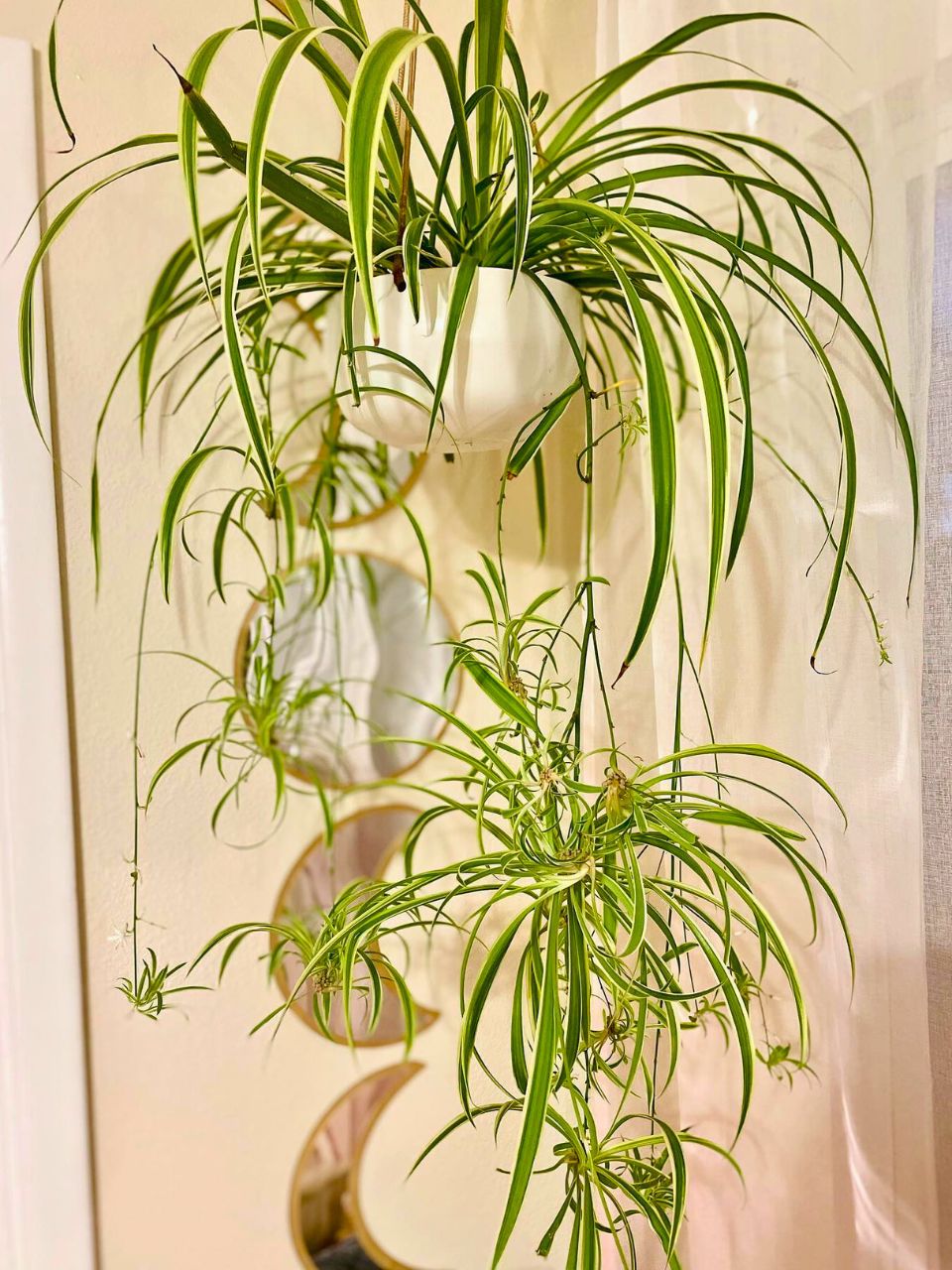 30 Must-Have Plants to Elevate Your Living Room Decor | Houseplant Alley