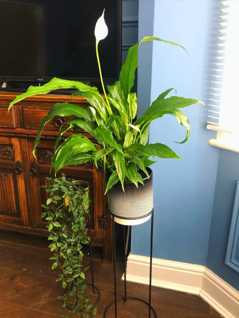 living room plant stand corner