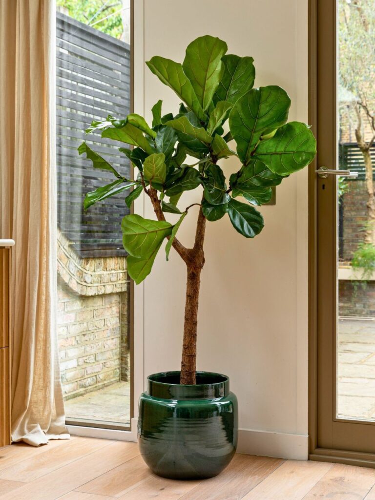 living room plants 1