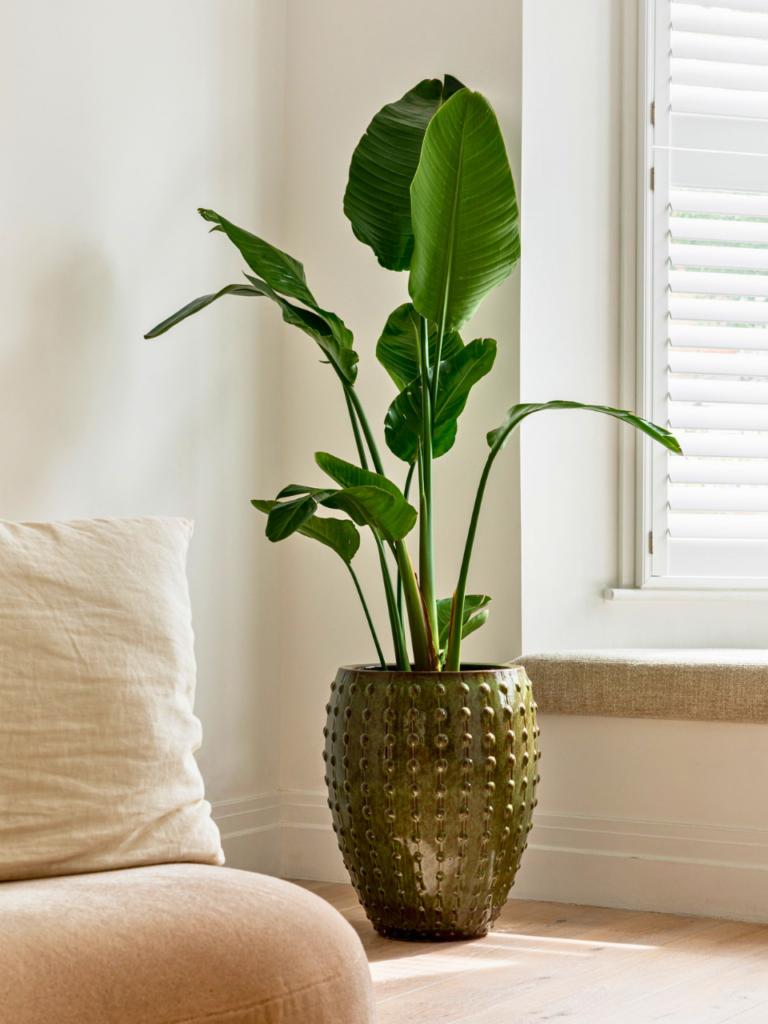 living room plants corner