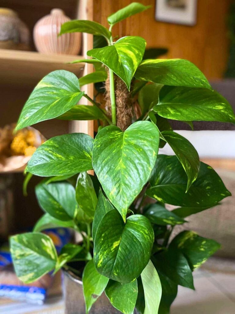 living room plants decor 1