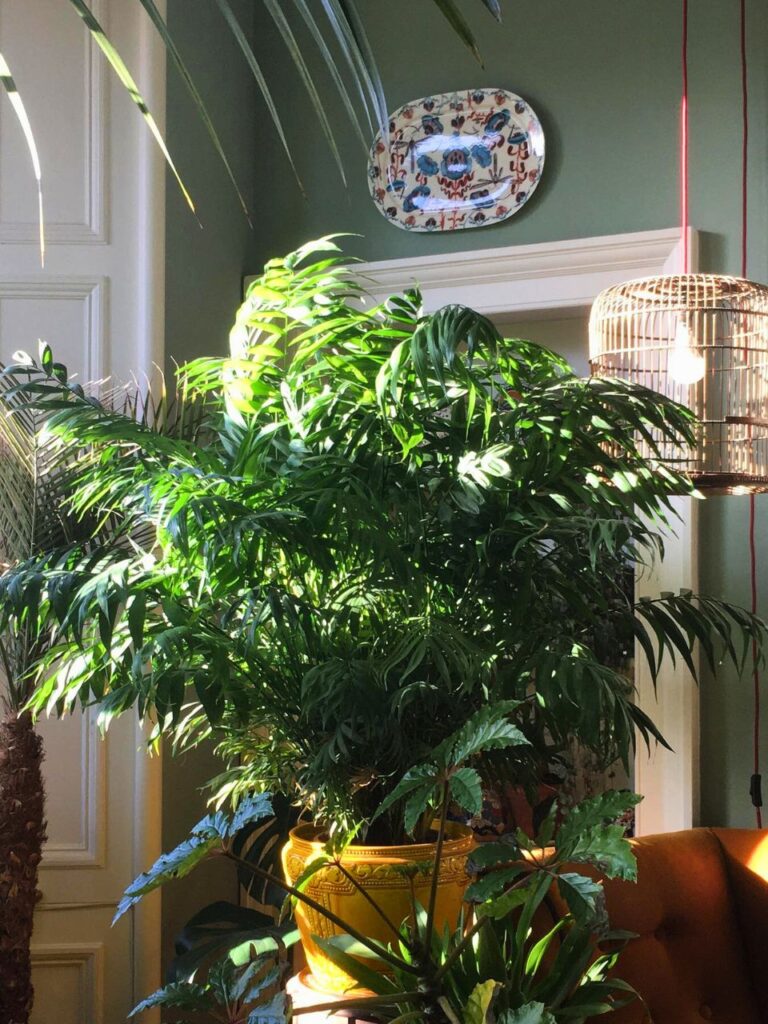 living room with plants 1