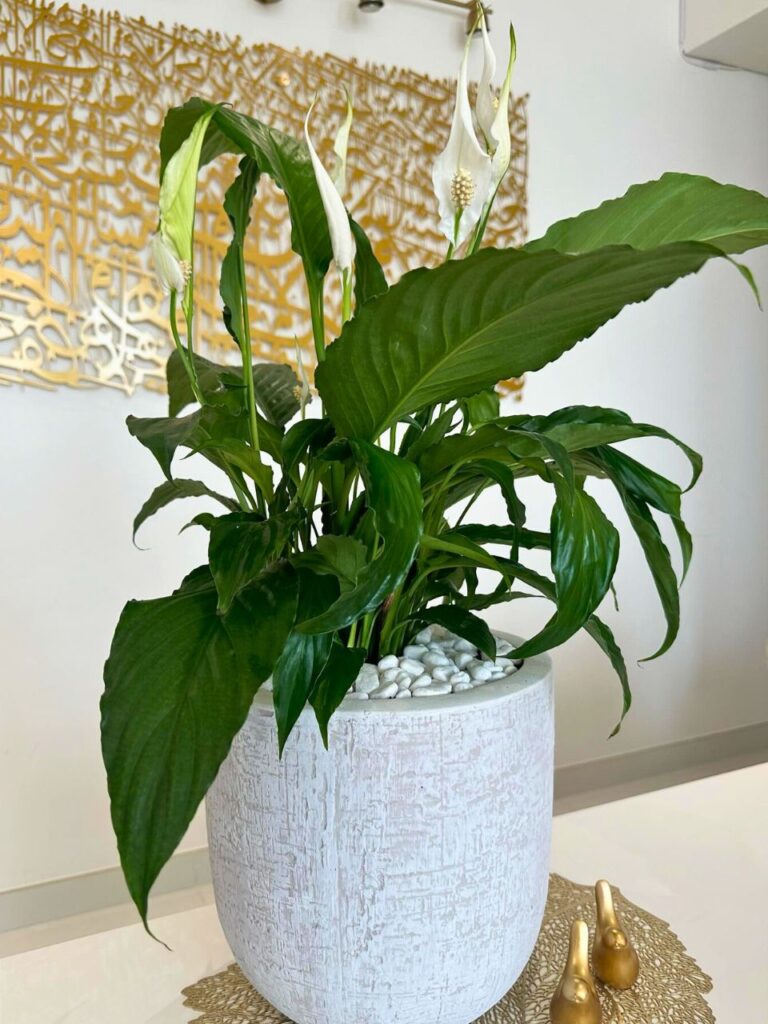 living room with plants ideas 1