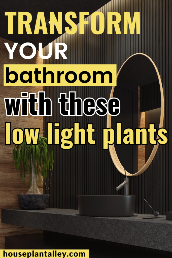 low light bathroom plants
