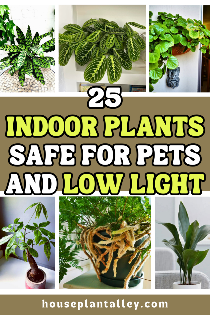 low light indoor plants safe for pets 1