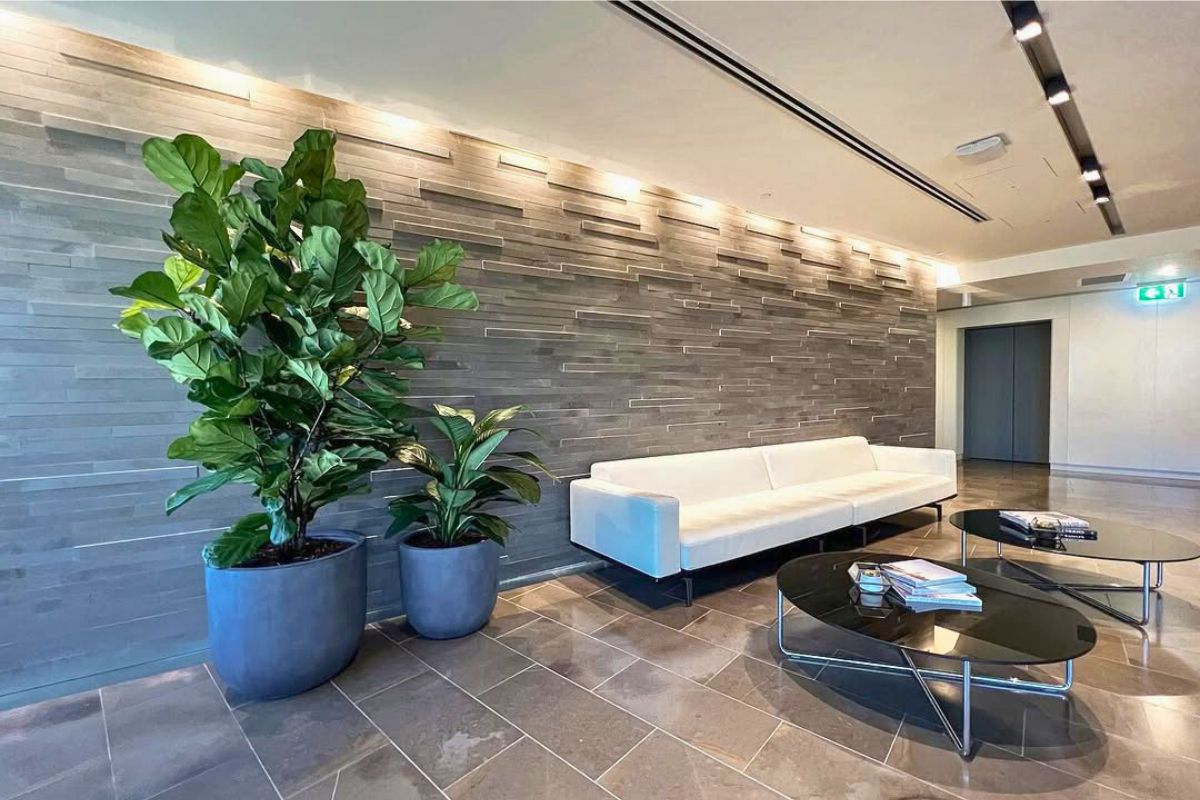 Low Light Office Plants: Top Indoor Picks for Windowless Workspaces ...