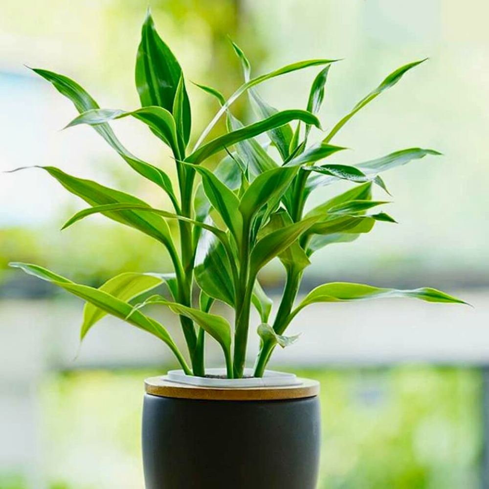 lucky bamboo for low light bedroom