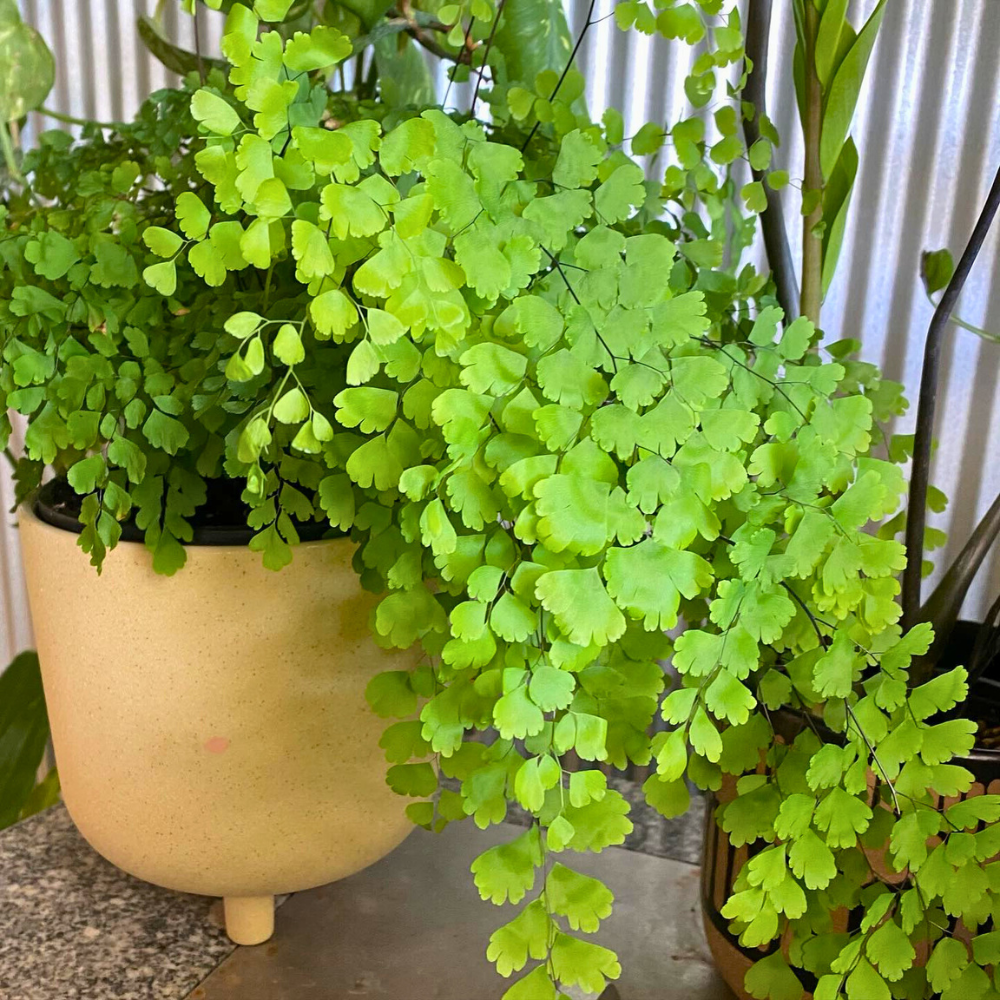 maidenhair fern for low light bathroom 1