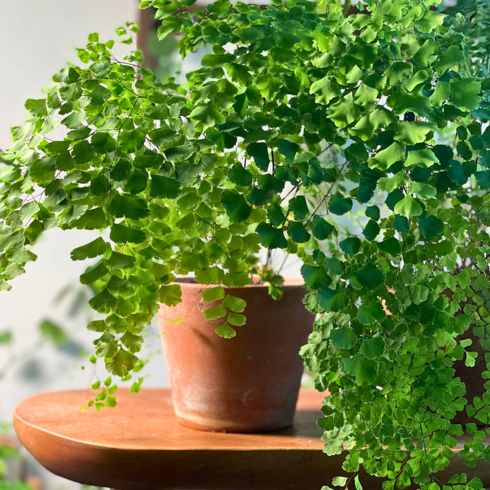 maidenhair fern for low light bedroom 1