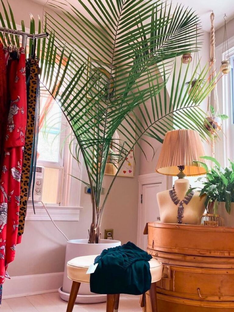 majesty palm indoor