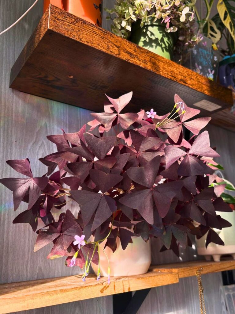 modern living room plants 1