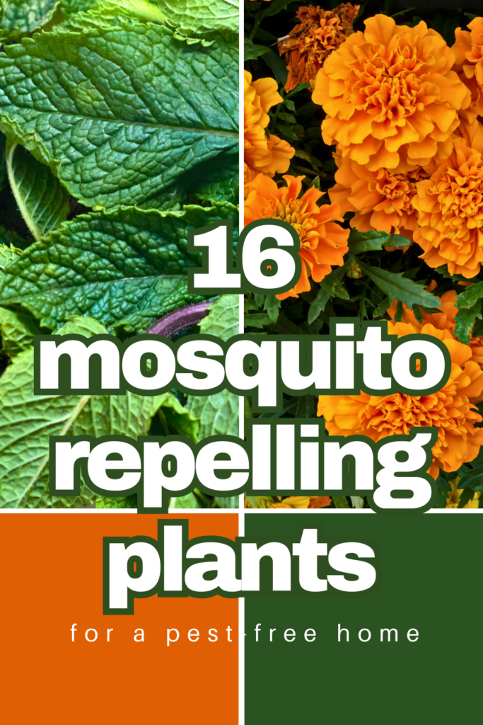 mosquito repelling plants