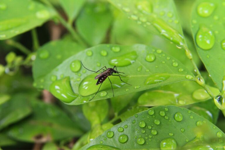 mosquito repelling plants