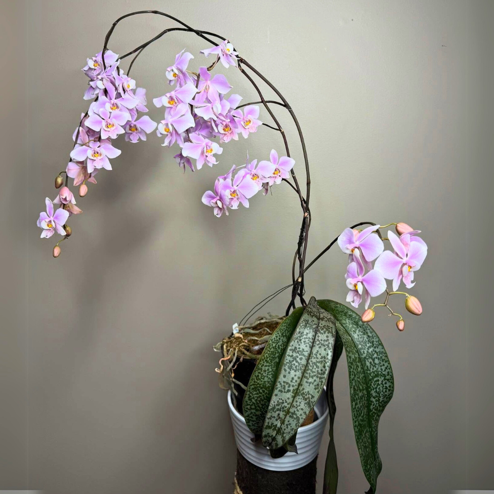 moth orchid for low light bedroom 1