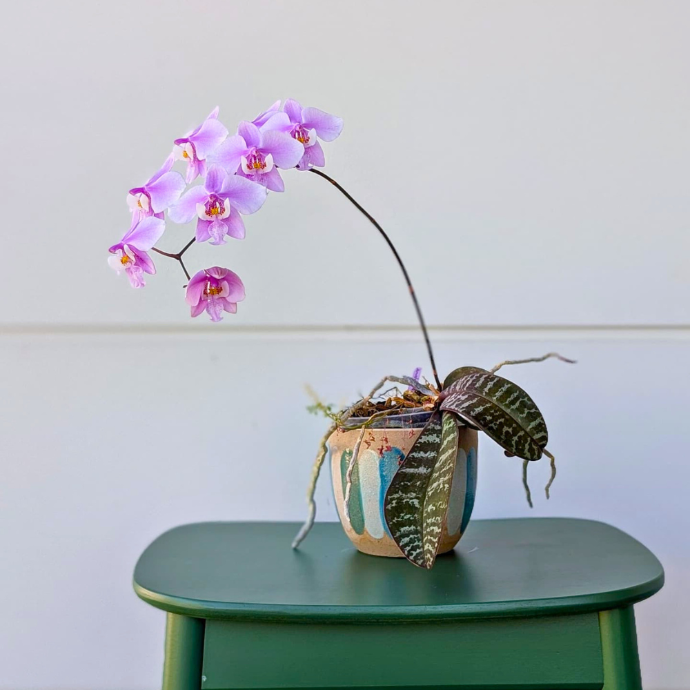 moth orchid for low light office 1