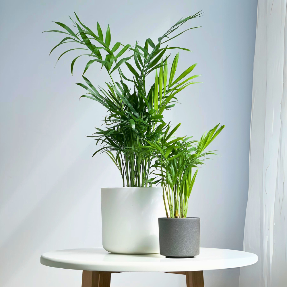 parlor palm for low light bedroom 1