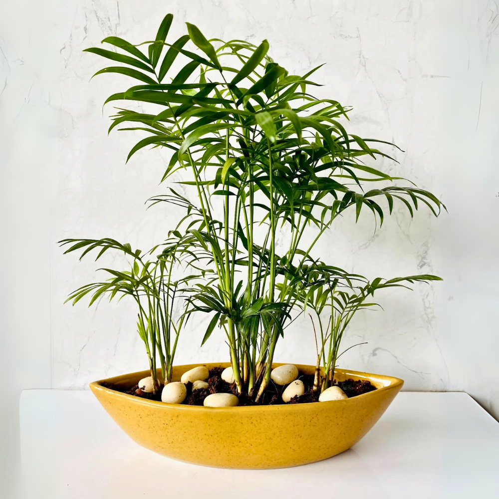 parlor palm for low light office 1
