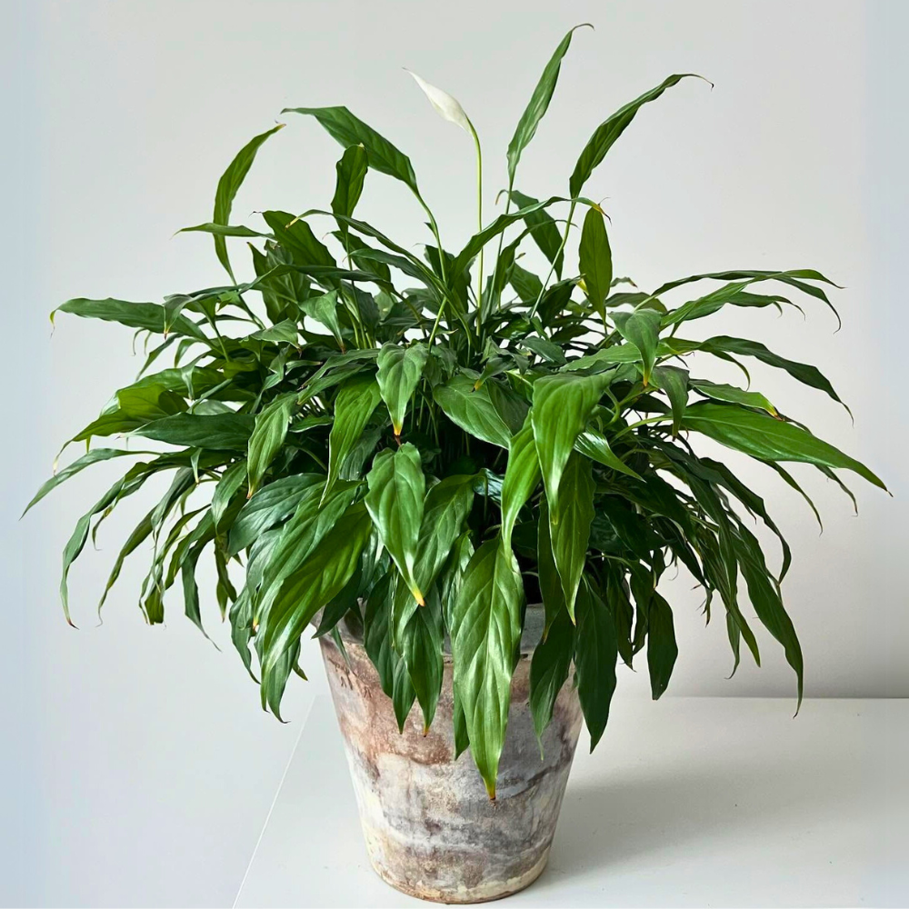 peace lily for low light bathroom 1