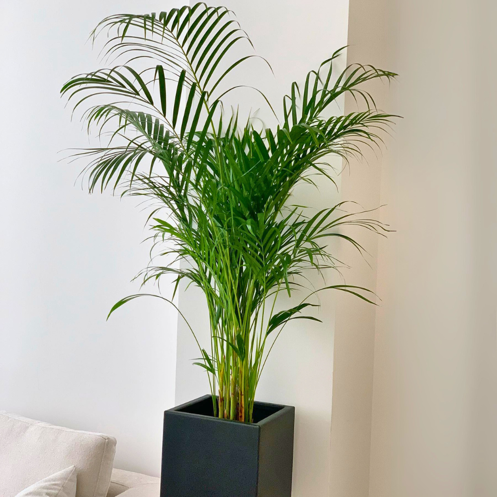 pet safe low light areca palm