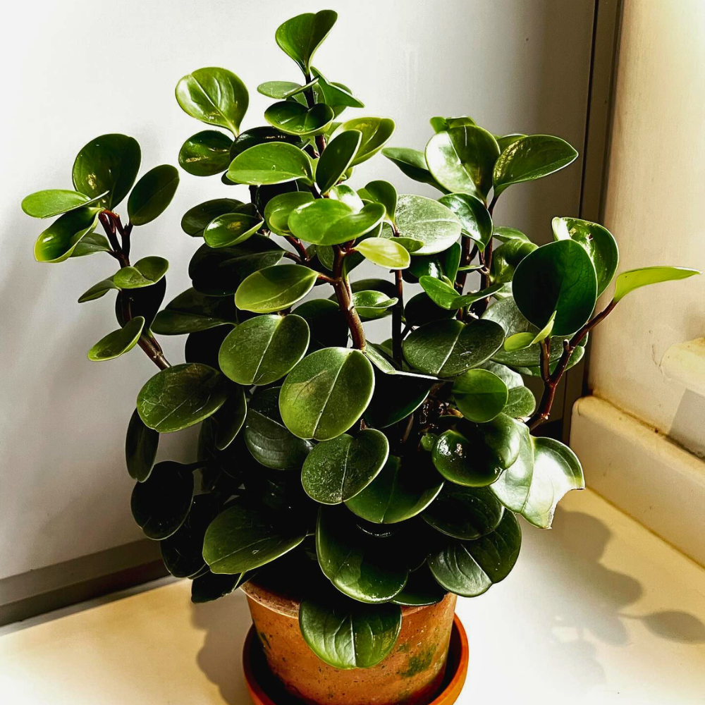 pet safe low light baby rubber plant 1