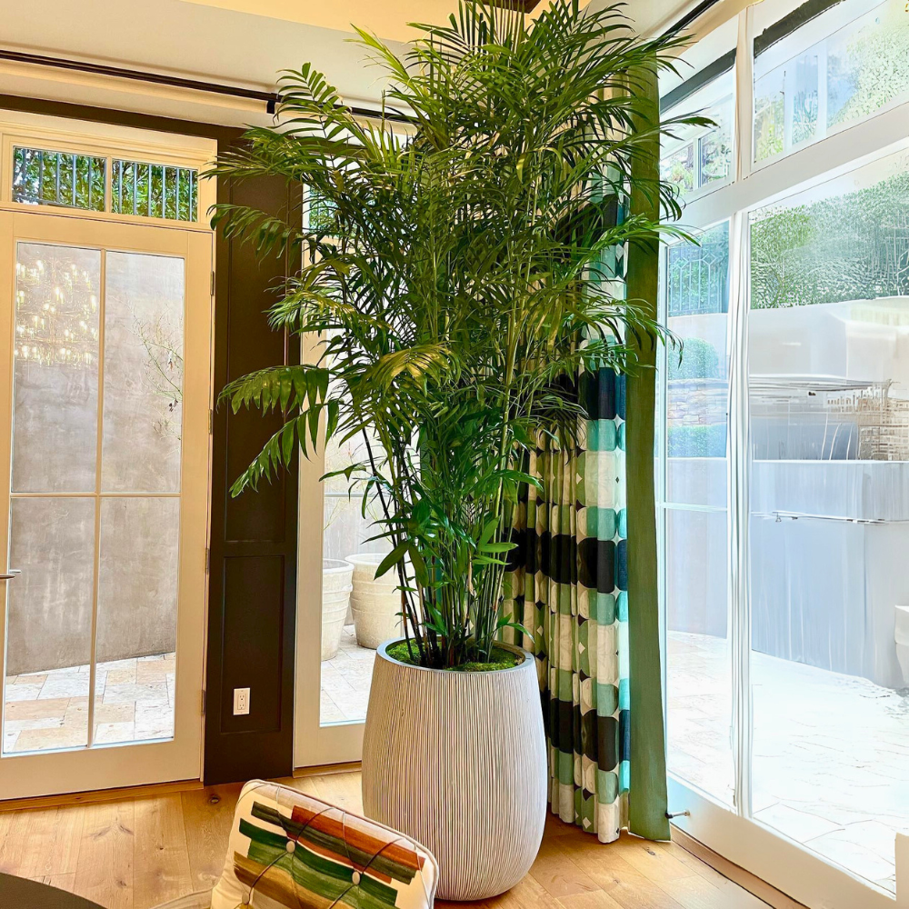 pet safe low light bamboo palm 1
