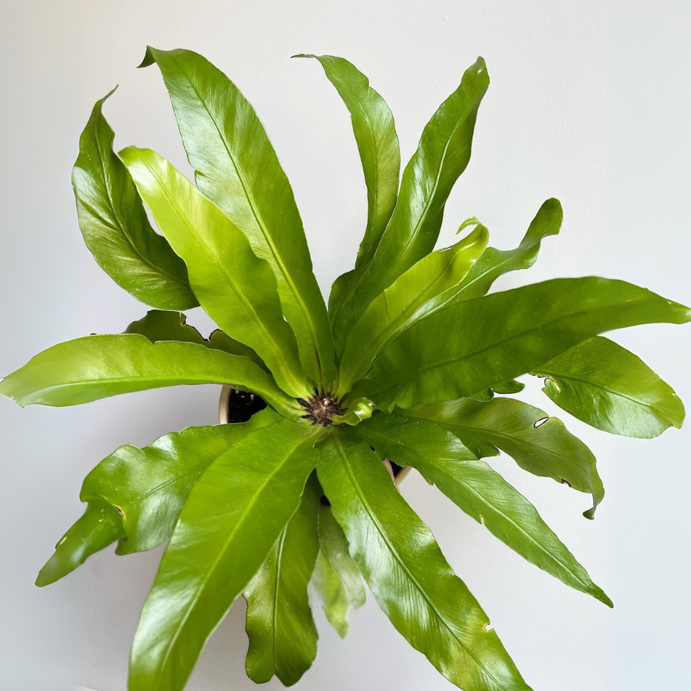 pet safe low light birds nest fern 1