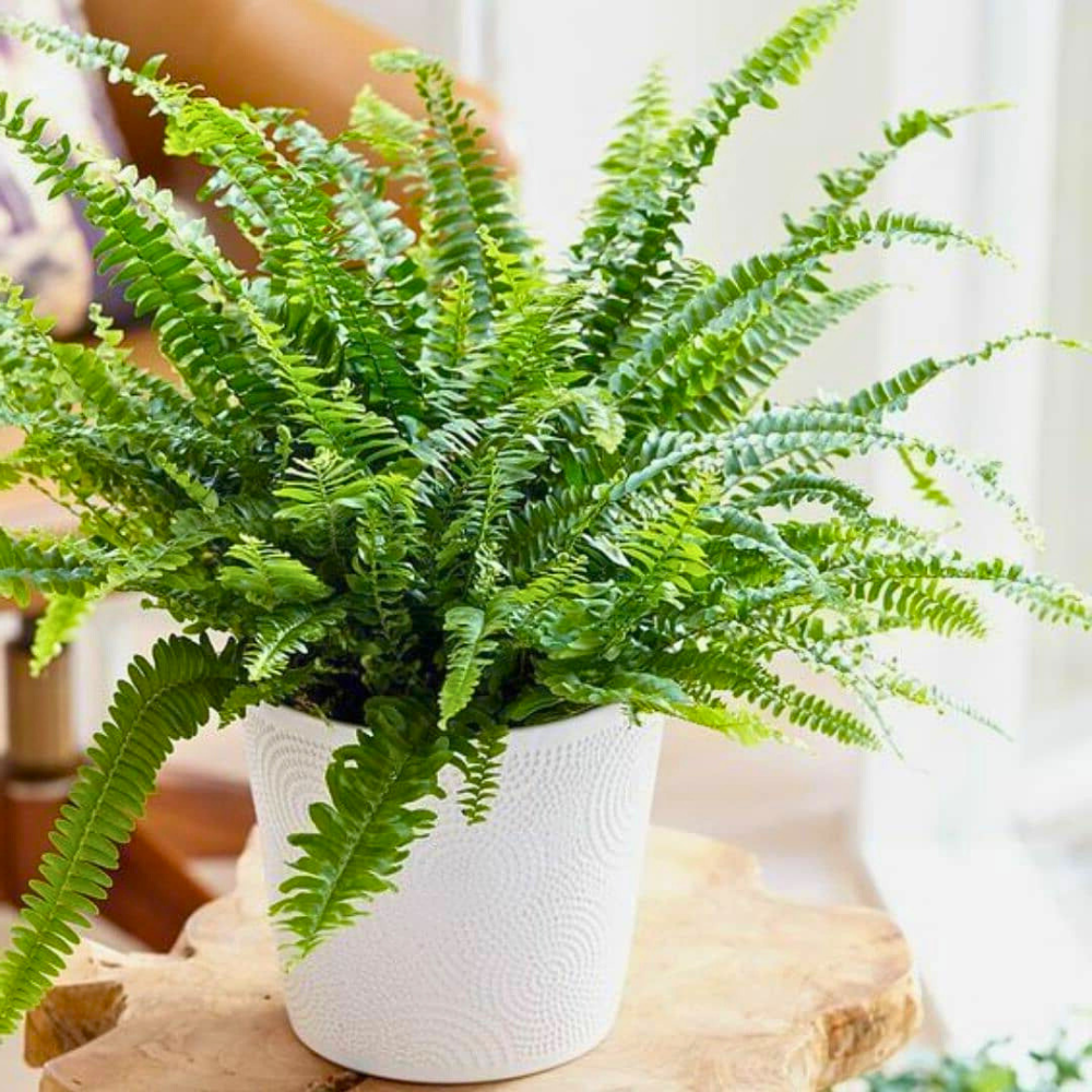 pet safe low light boston fern 1