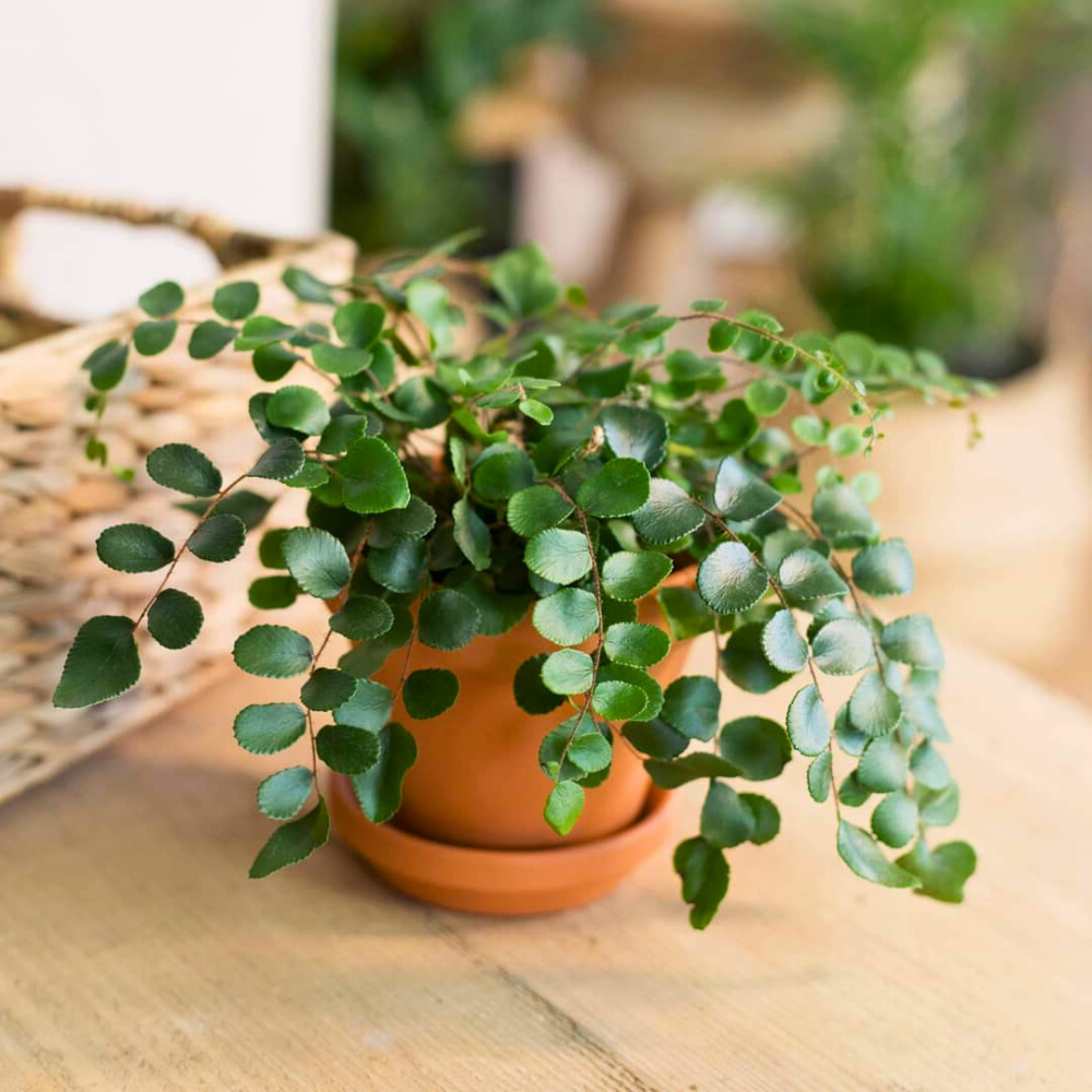 pet safe low light button fern 1