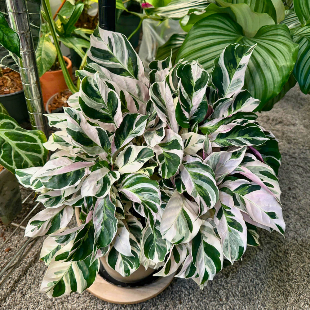 pet safe low light calathea 1