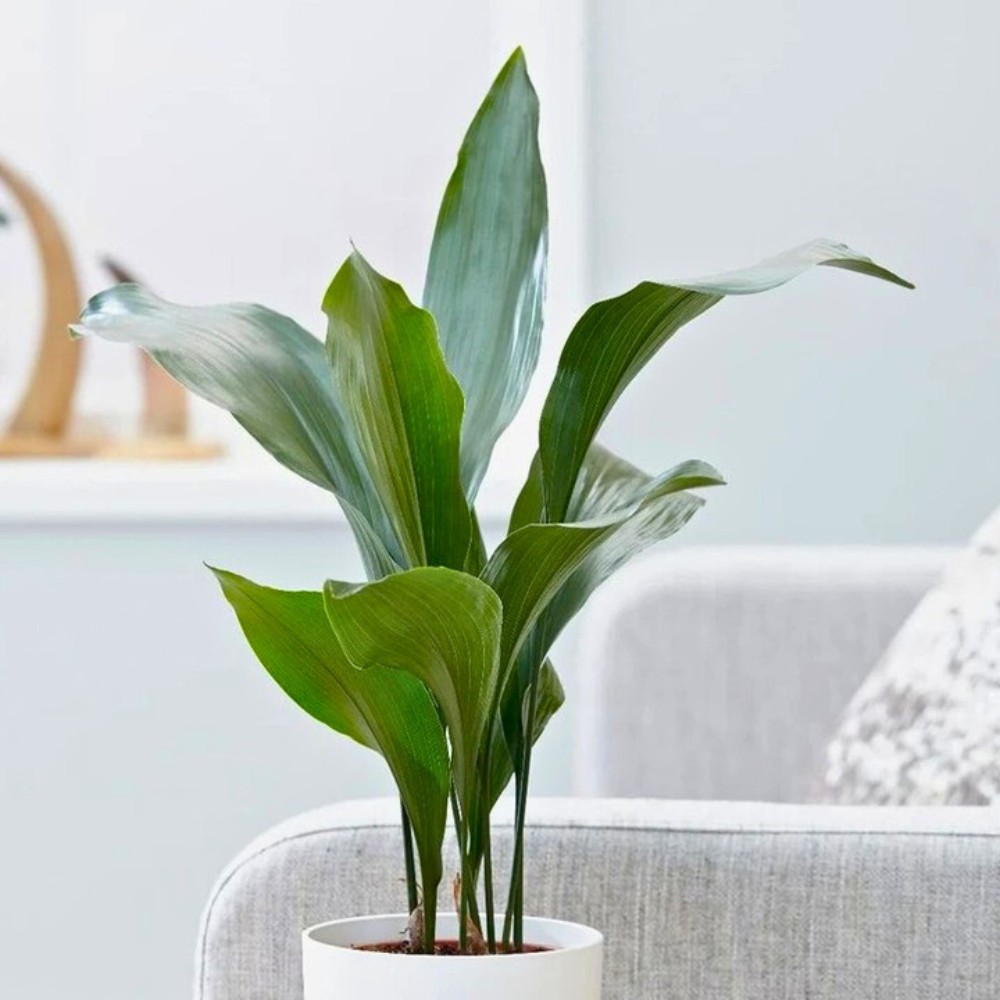 pet safe low light cast iron plant