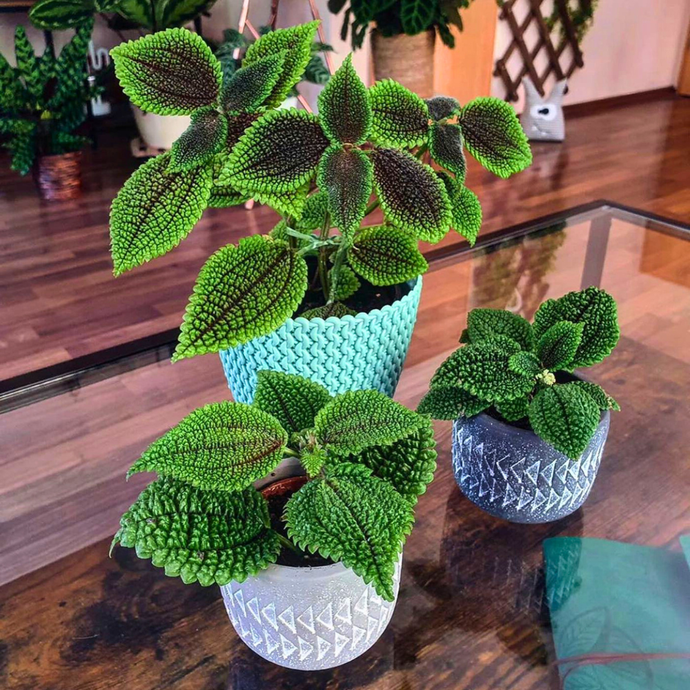 pet safe low light friendship plant 1