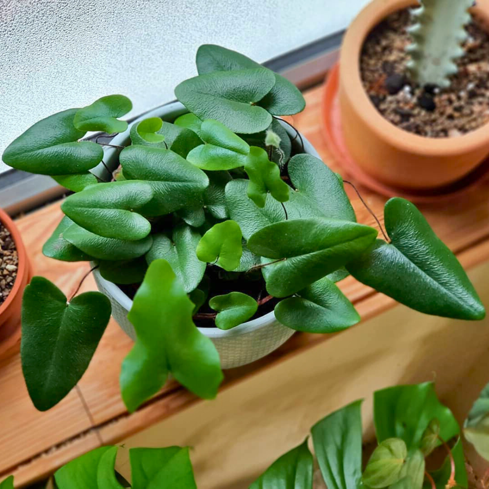 pet safe low light heartleaf fern