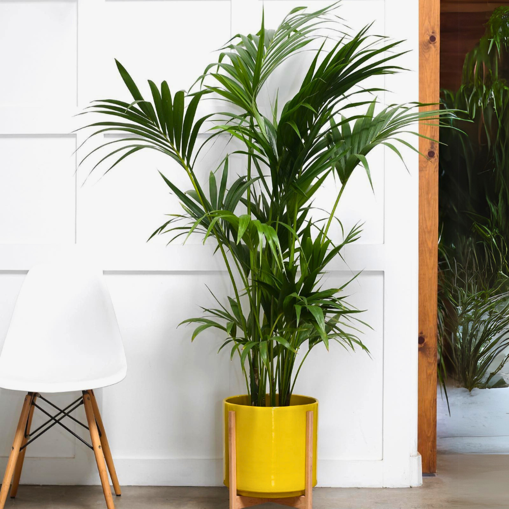 pet safe low light kentia palm 1