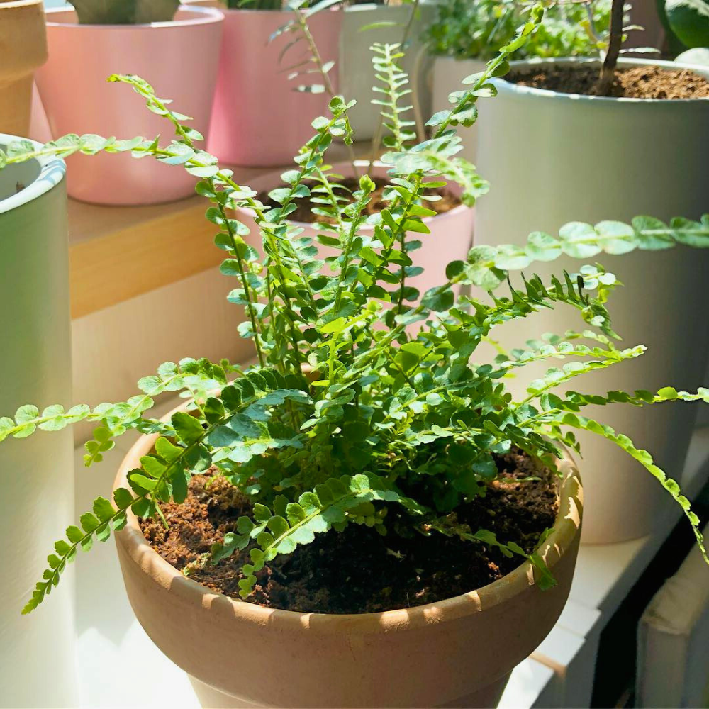 pet safe low light lemon button fern 1