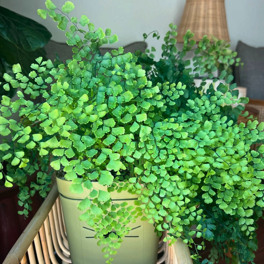 pet safe low light maidenhair fern