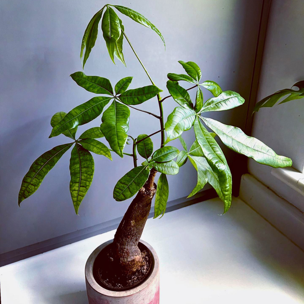 pet safe low light money tree 1