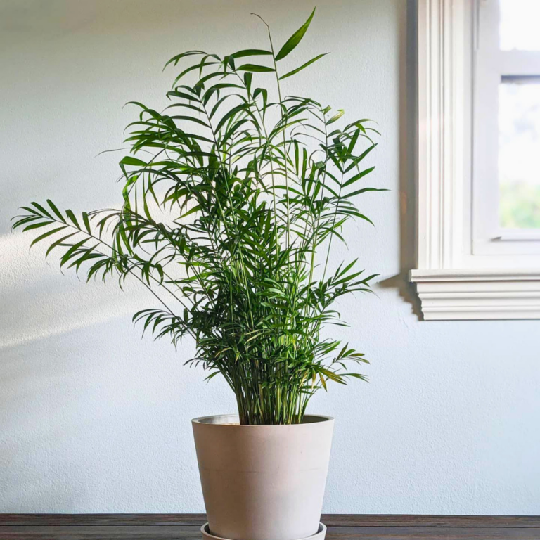 25 Pet-Safe Low Light House Plants: Keep Your Home Green and Your Pets ...
