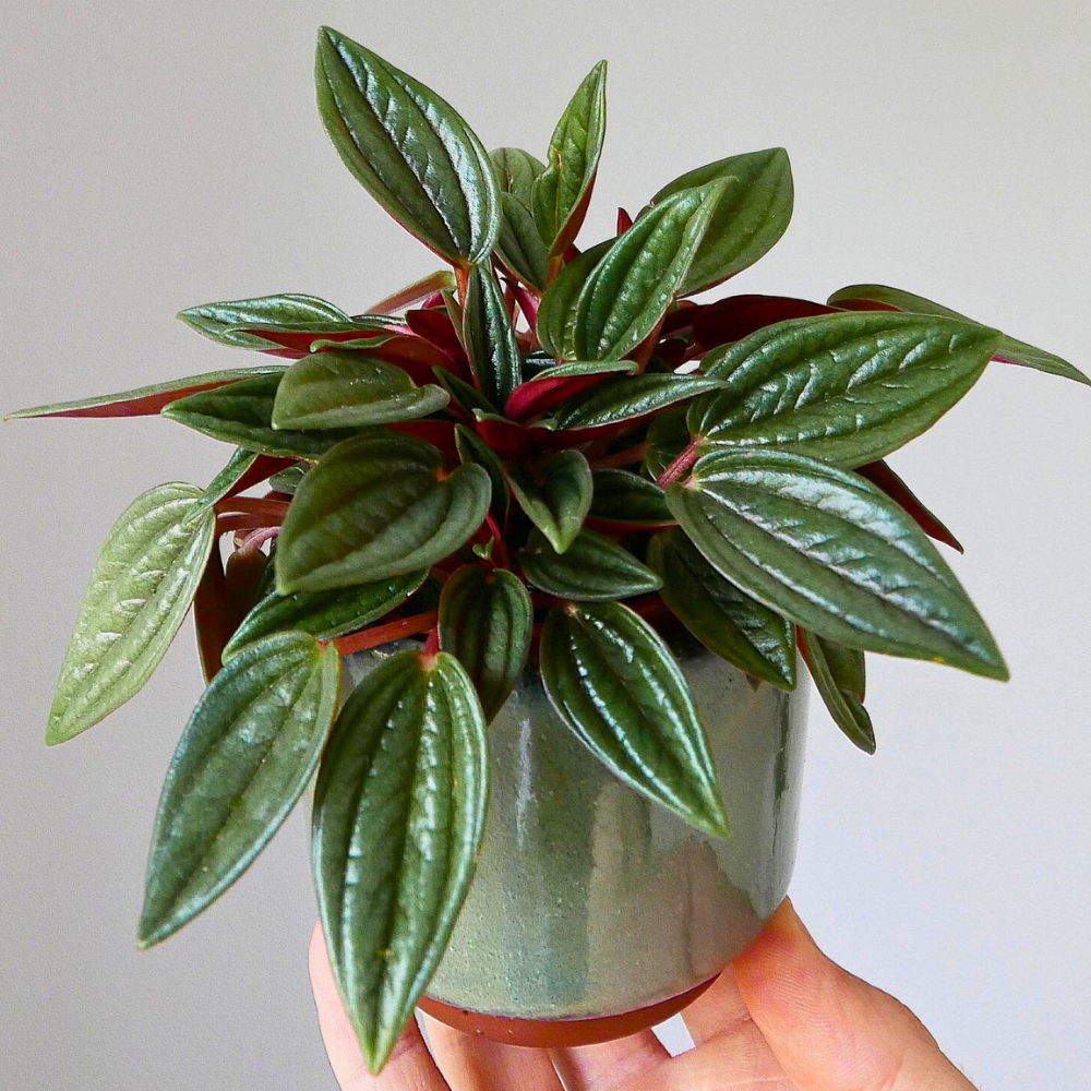pet safe low light peperomia 1